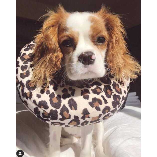 Alternative view of COMFURT Collar Dog & Cat Recovery Collar