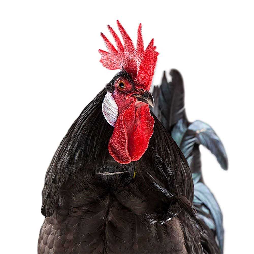My Pet chicken No-Crow Rooster Collar