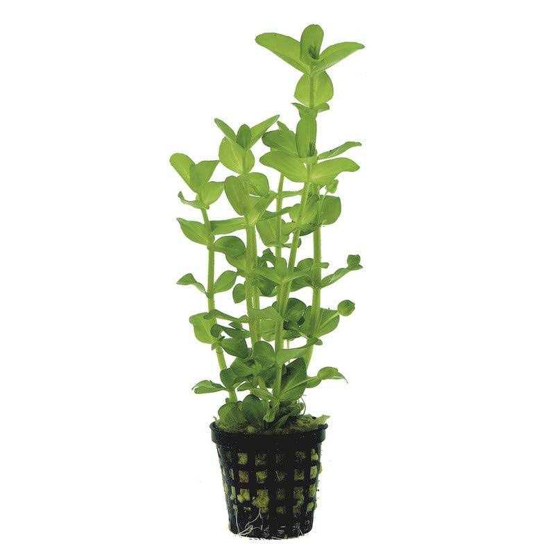 AquaLeaf Aquatics Potted Live Aquarium Plants