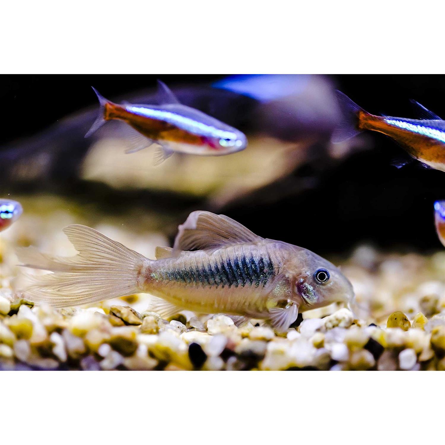 Alternative view of AQUATICBLENDEDFOODS ABF Aquatic Freshwater Snail Food Mix #2 with Calcium