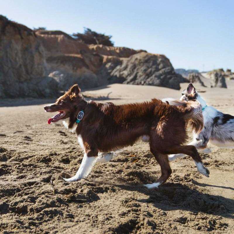 Alternative view of Link My Pet GPS Dog Tracker & Activity Monitor with Training Tools