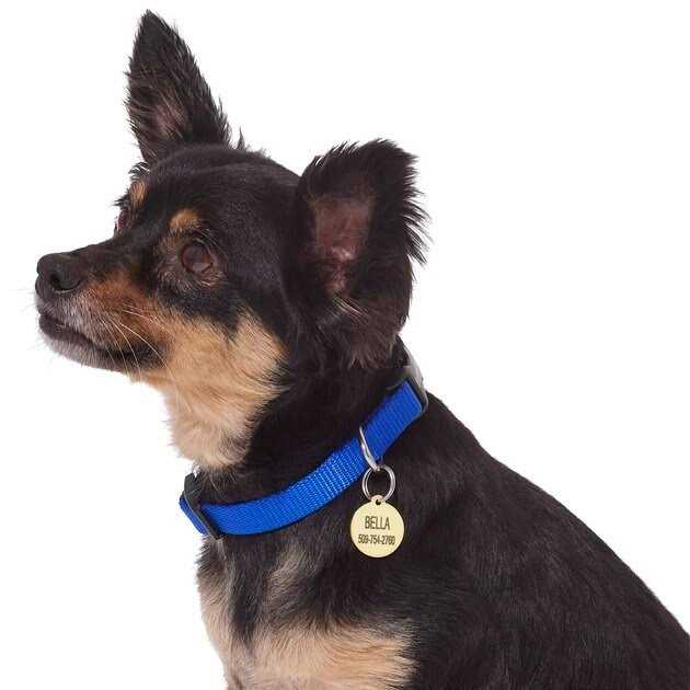Alternative view of Frisco Brass Personalized Dog & Cat ID Tag
