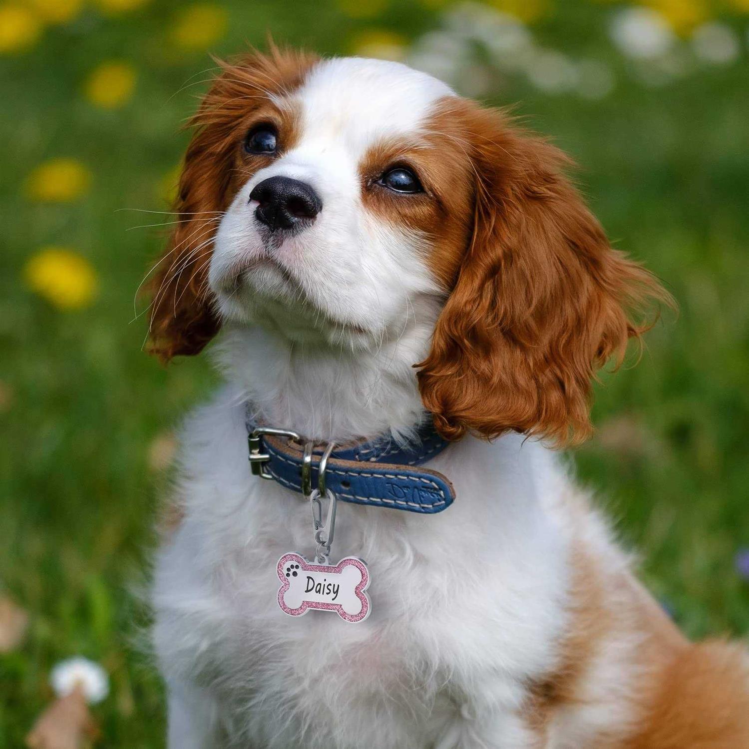 Alternative view of Aimeng Personalized Stainless Steel Pet ID Tags with Glittery Bone Design