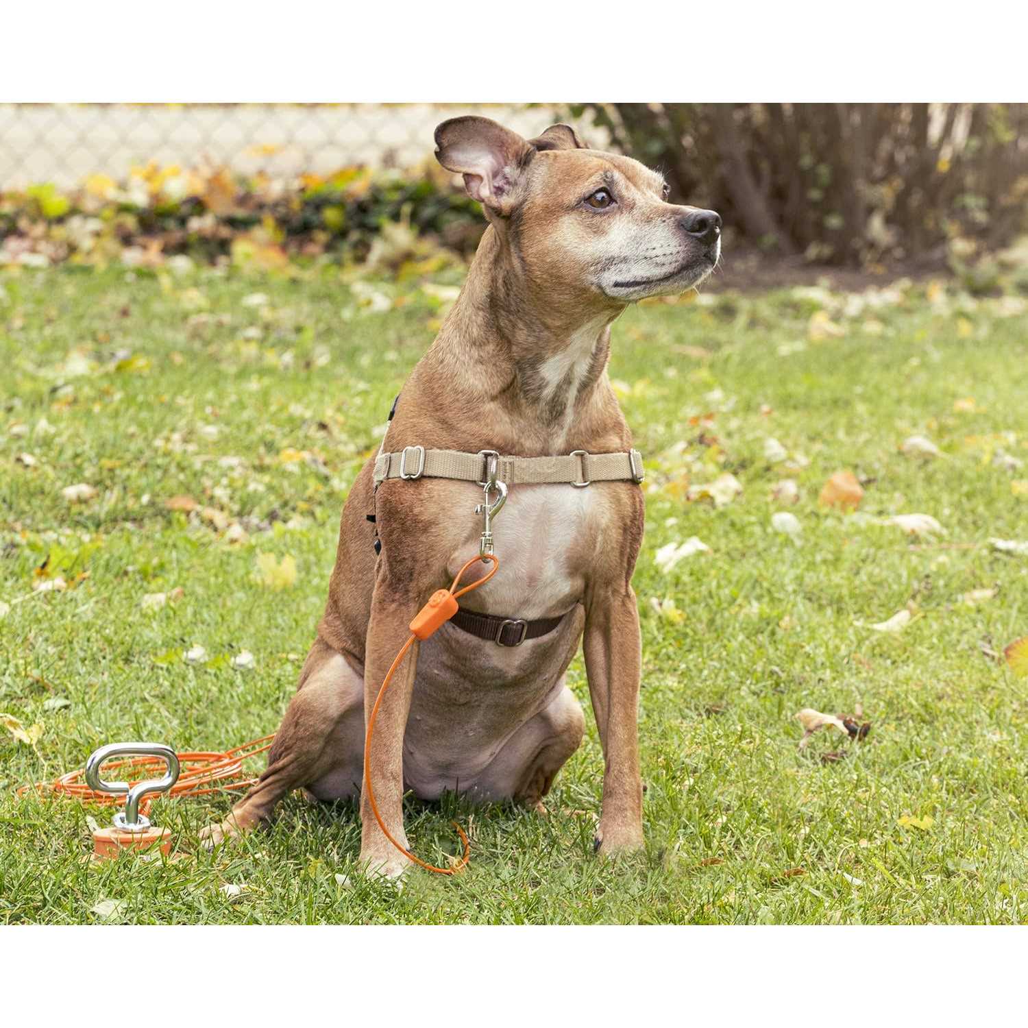 Alternative view of IntelliLeash Tie-Out Cables for Dogs Lengths up to 100 Feet and Breeds of Dogs up to 250 Pounds