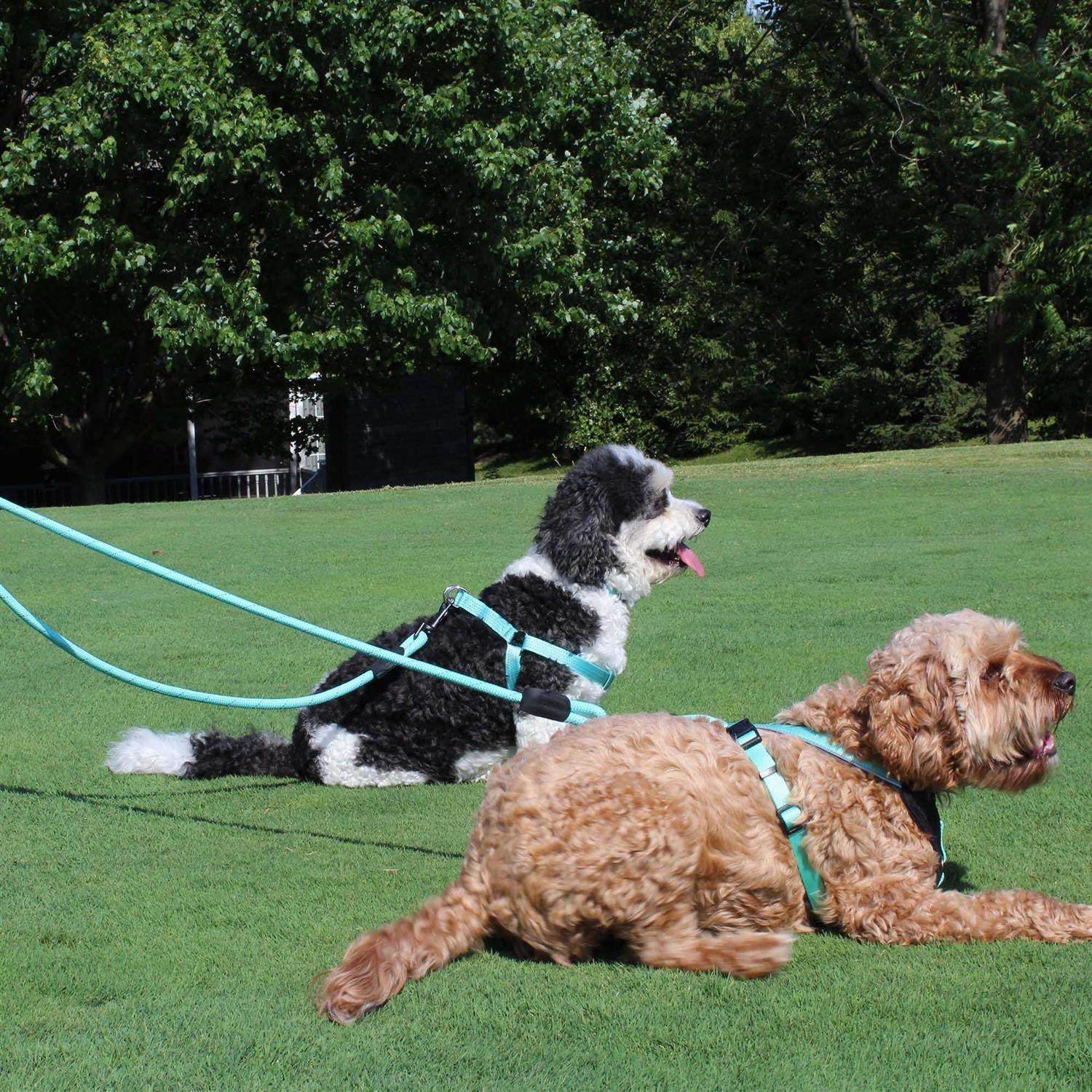 Alternative view of Pawtitas 2 Dog Reflective Rope Dog Leash