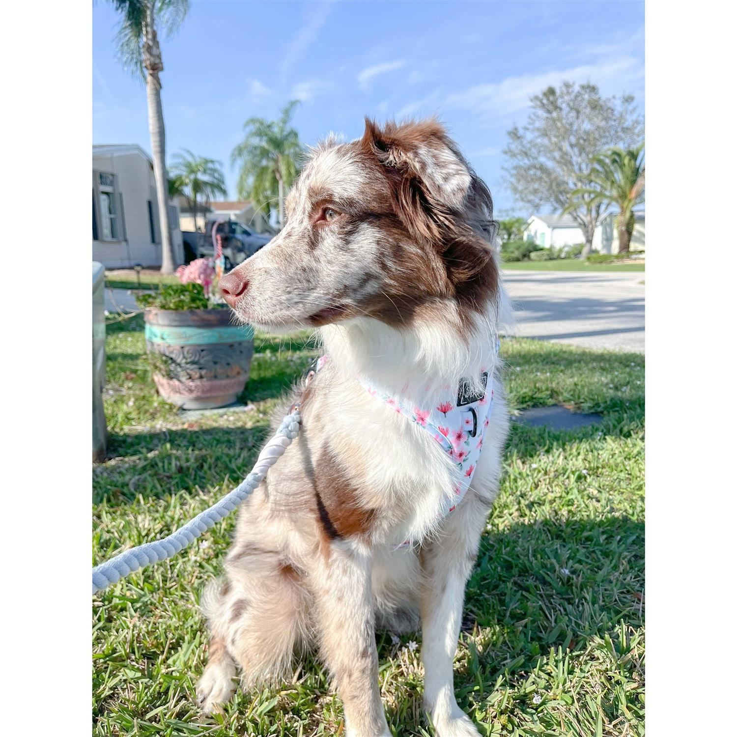 Alternative view of Dog Rope Leash Sassy Woof