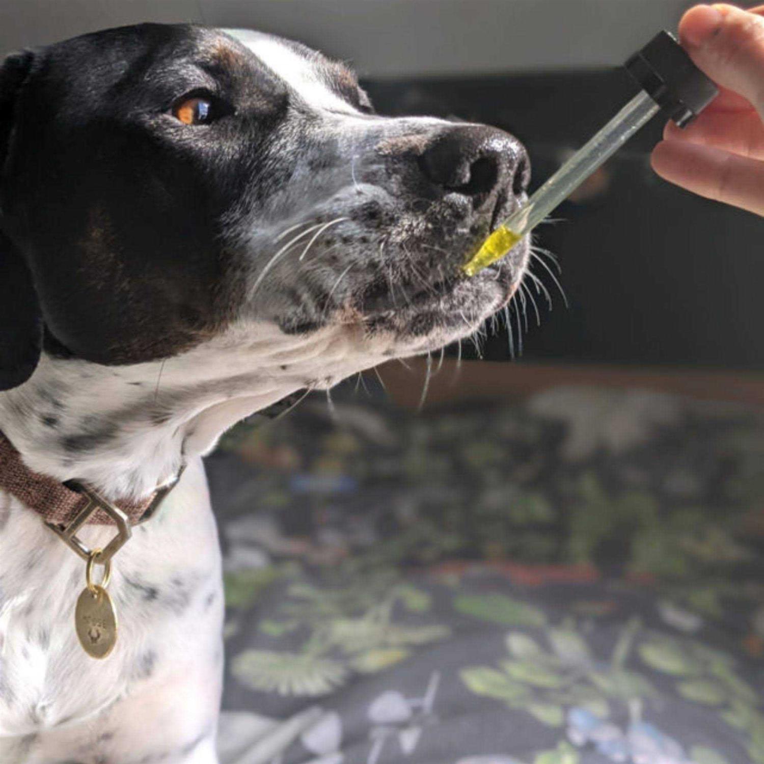 Alternative view of Hemp Well Thrive Oil for Dogs & Cats