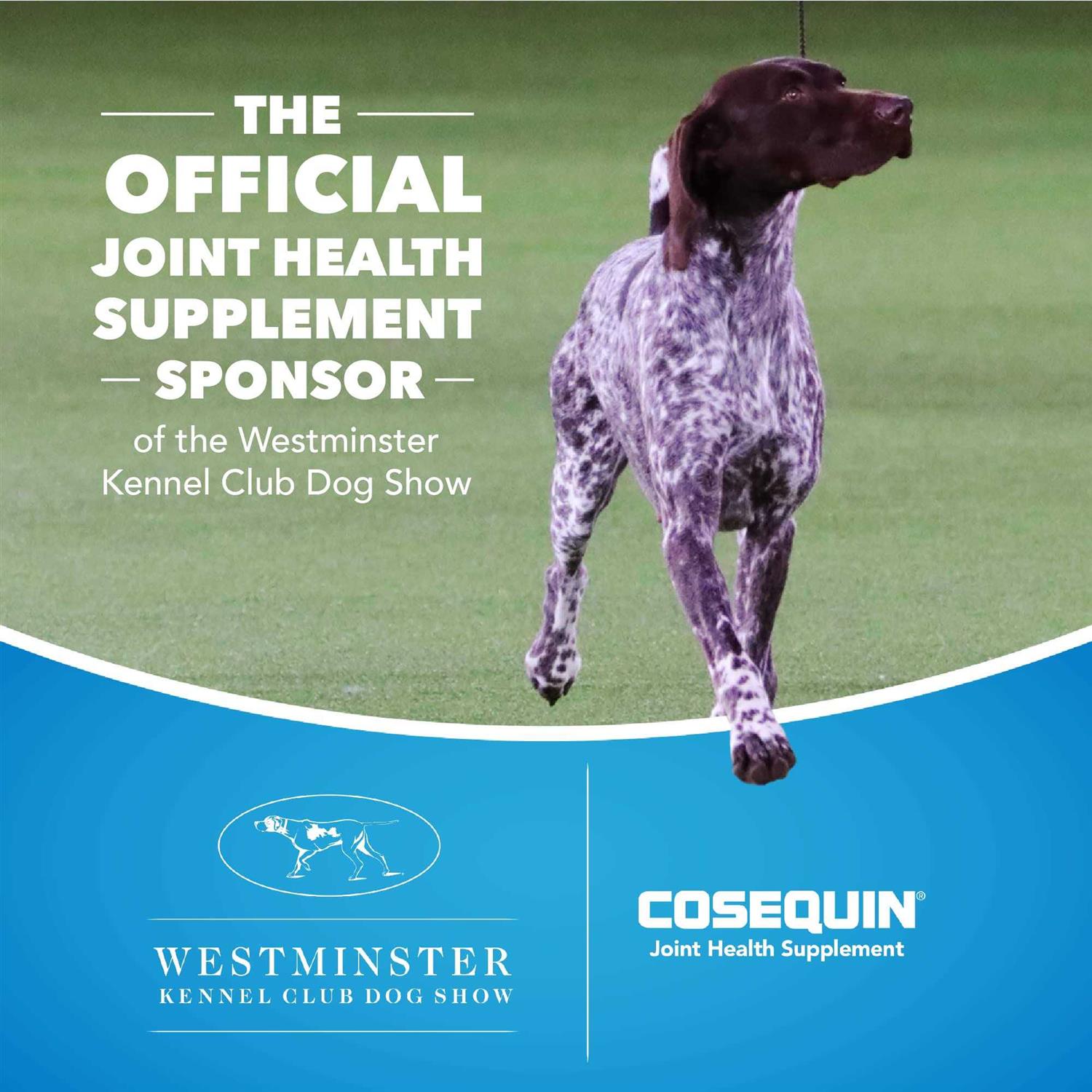 Alternative view of Cosequin Maximum Strength Plus MSM & HA for Dogs