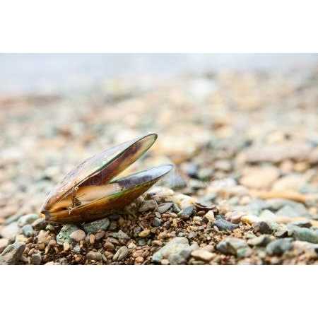 Alternative view of Green Lipped Mussel Omega 3 & 6 Joint & Inflammation Support* The Petz Kitchen*
