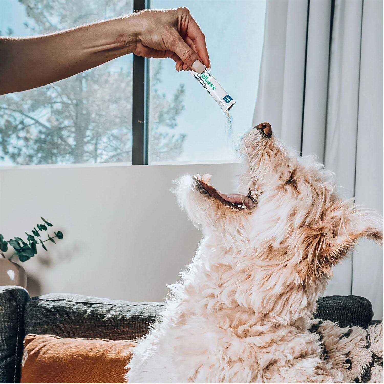 Honest Paws Probiotics for Dogs Made in USA Dog Probiotic Powder with Prebiotic for Healthy Gut, Digestive and Immune Support