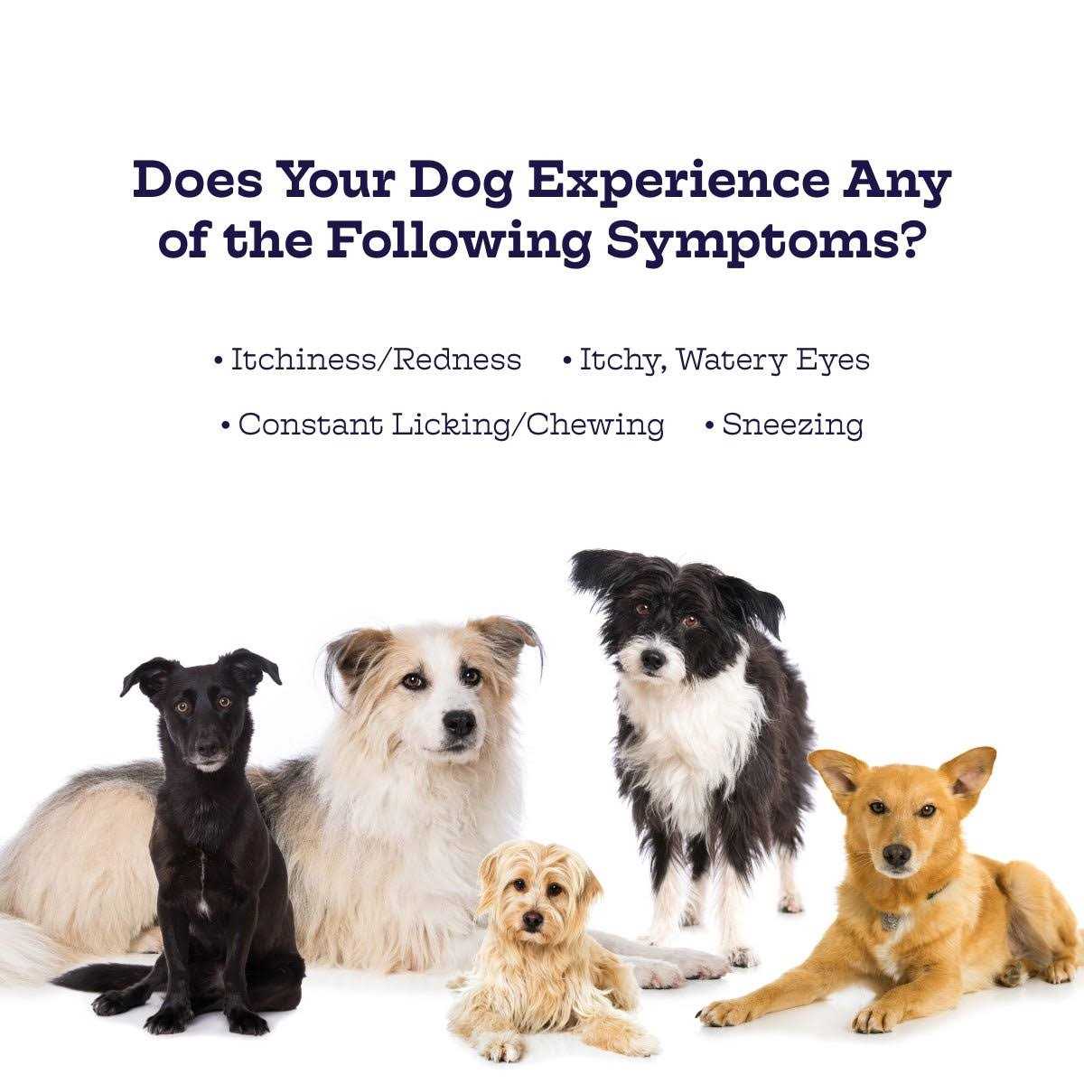 Alternative view of Moe's Healthy Pets Chicken Flavor Immunity Bites Chews for Dogs