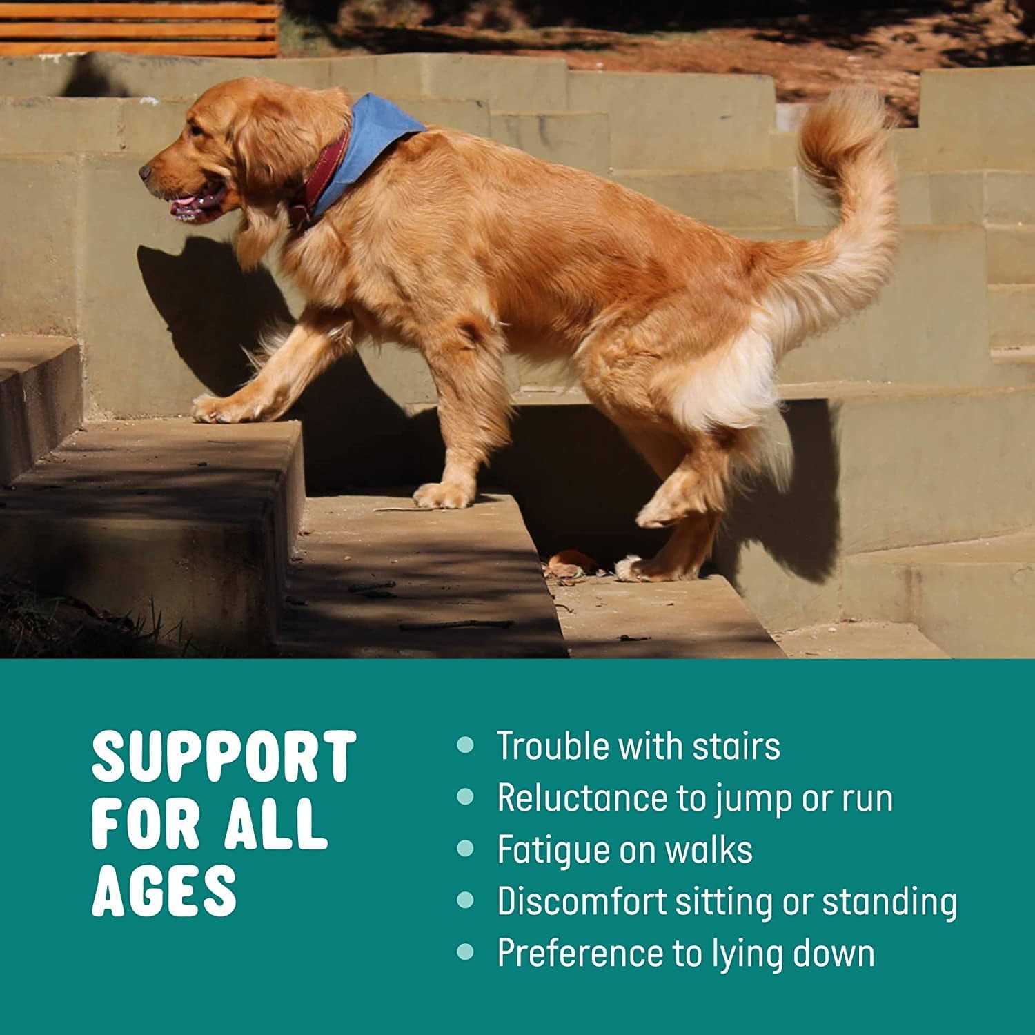 Alternative view of Active Chews Glucosamine for Dogs Hip and Joint Supplement with Chondroitin, Turmeric, and Msm