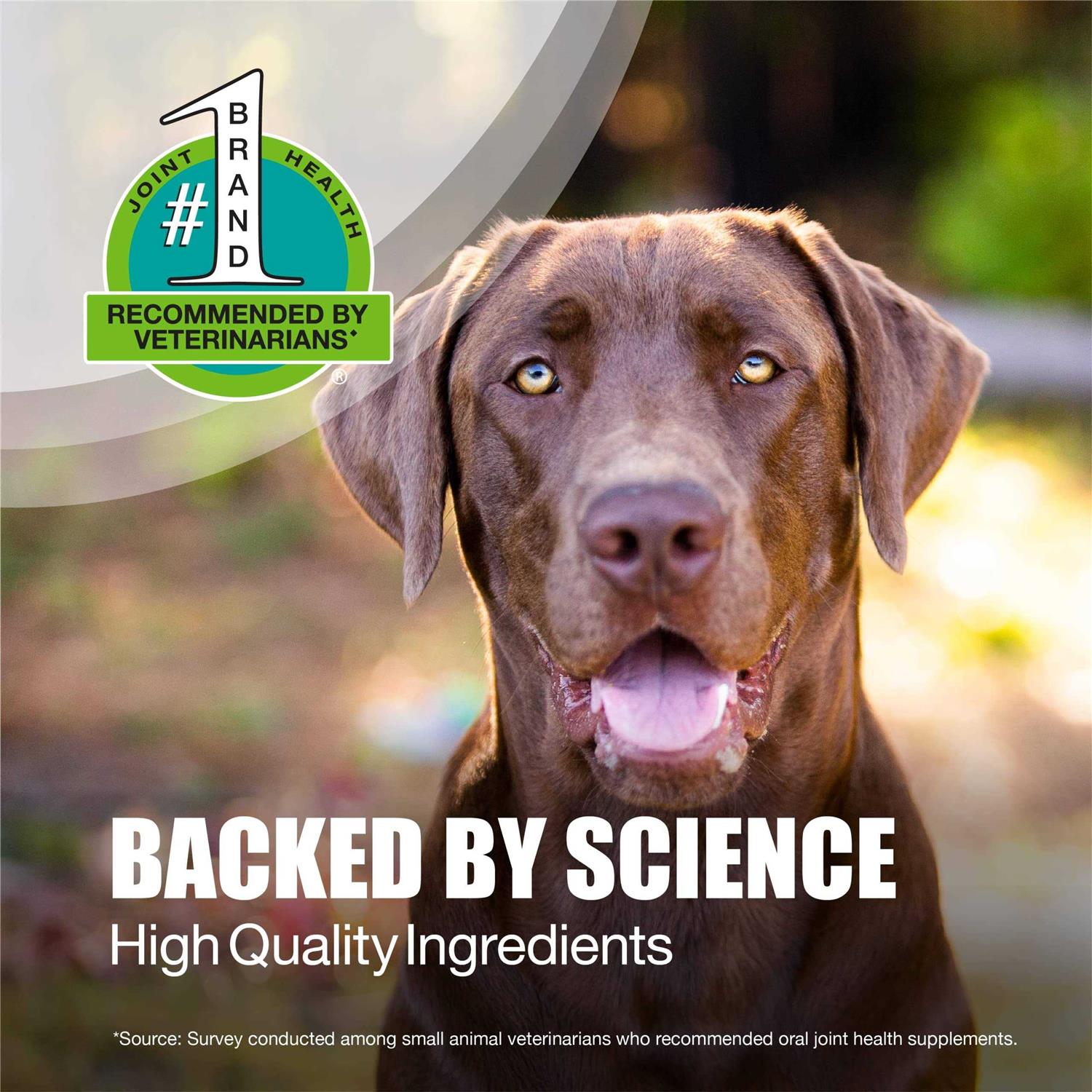 Alternative view of Nutramax Dasuquin Joint Health Supplement for Large Dogs Soft Chews
