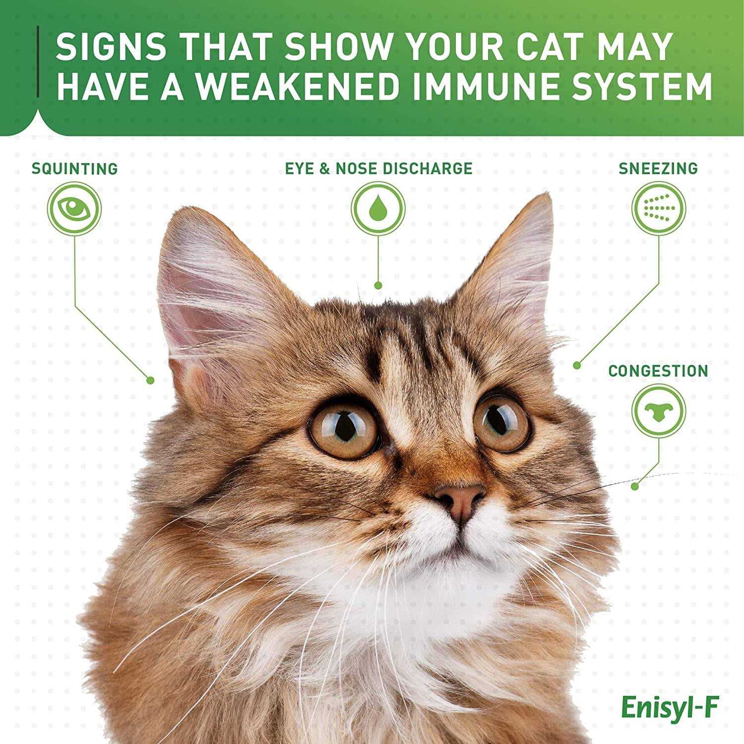 Alternative view of Vetoquinol Enisyl-F Lysine Bites L-Lysine Chews for Cats & Kittens