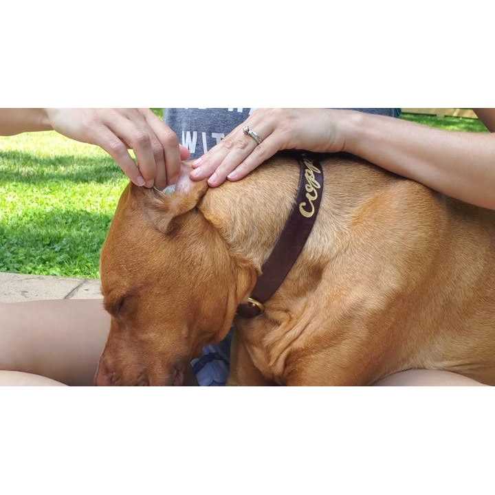 Alternative view of PetMD Aloe & Eucalyptus Dog Ear Wipes
