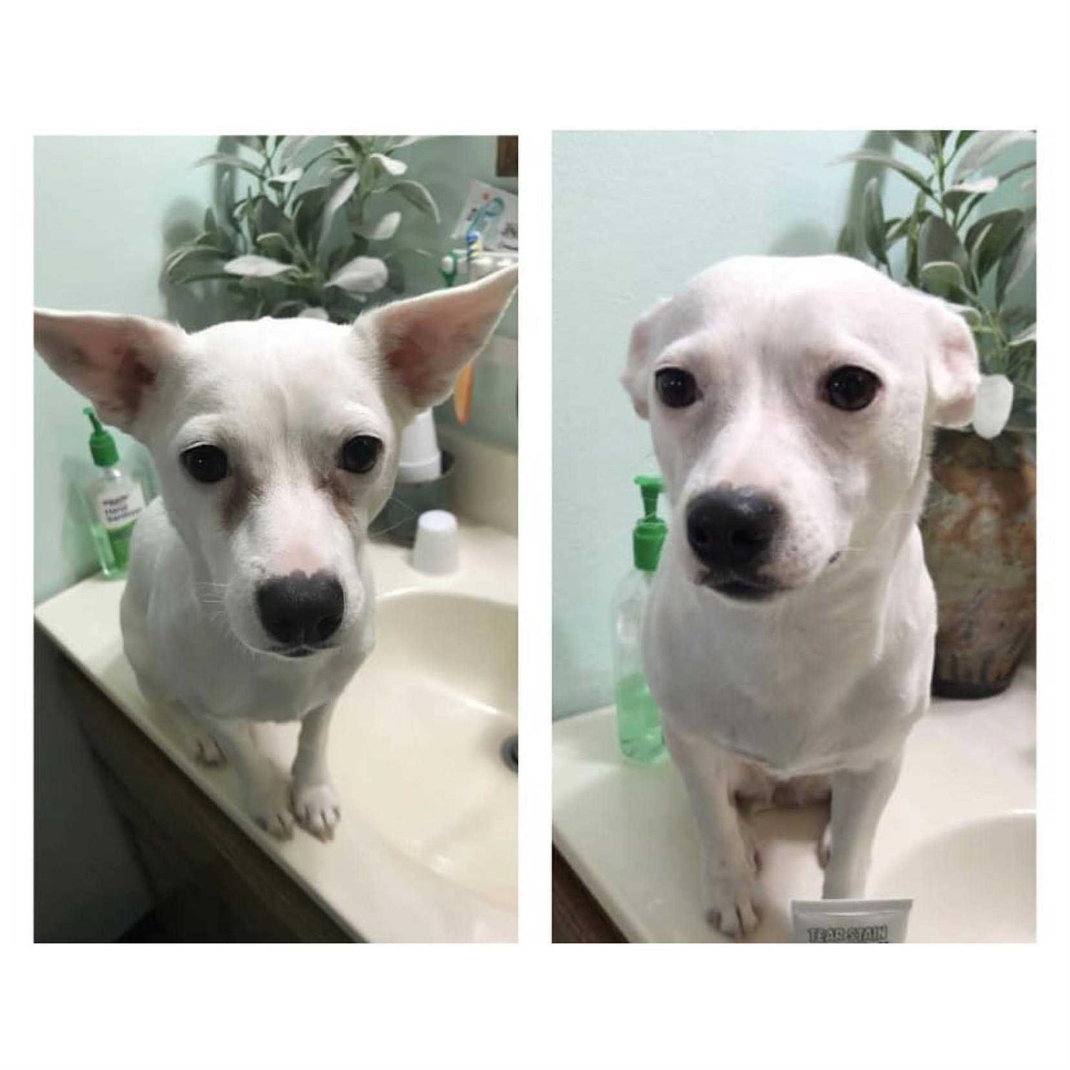 Alternative view of Squishface Tear Stain Paste Dog Tear Stain Remover
