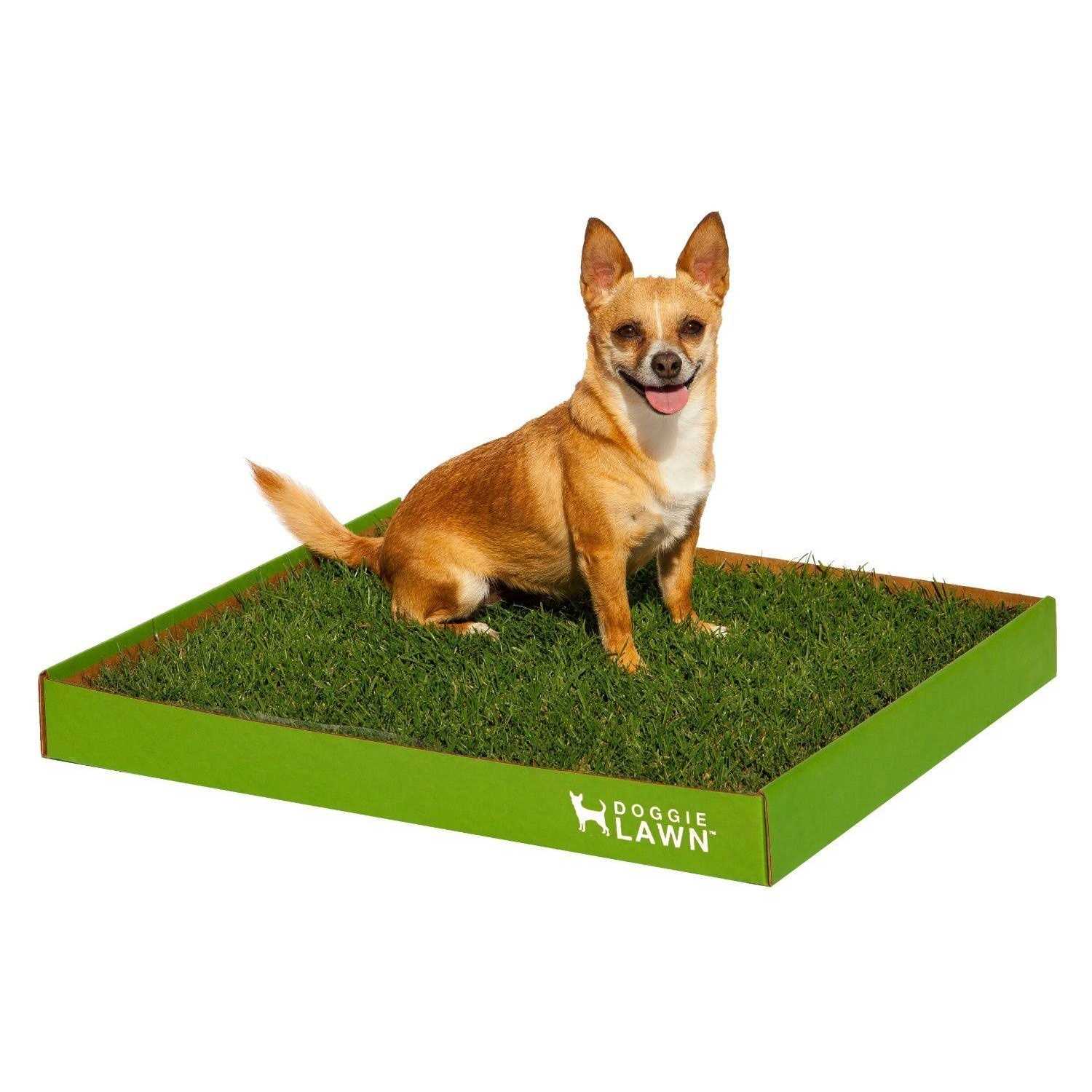 DoggieLawn Real Grass Puppy Pee Pads 24 x Perfect Indoor Litter Box for Dogs