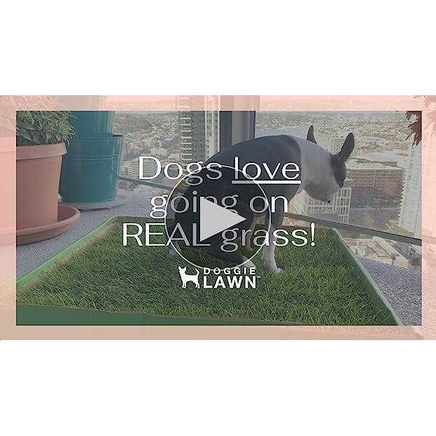 Alternative view of DoggieLawn Dog Potty Real Grass