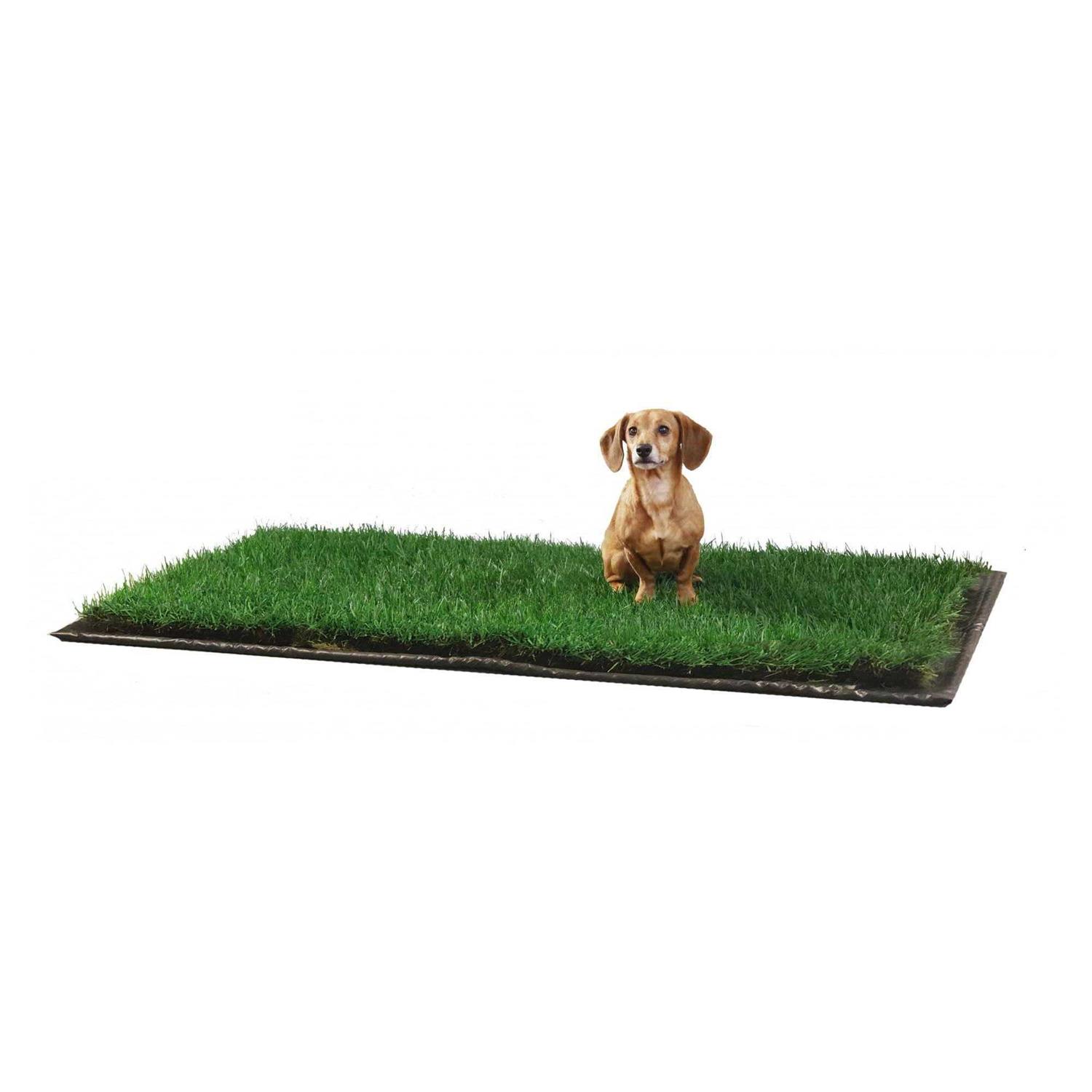 DoggieLawn Dog Potty Real Grass