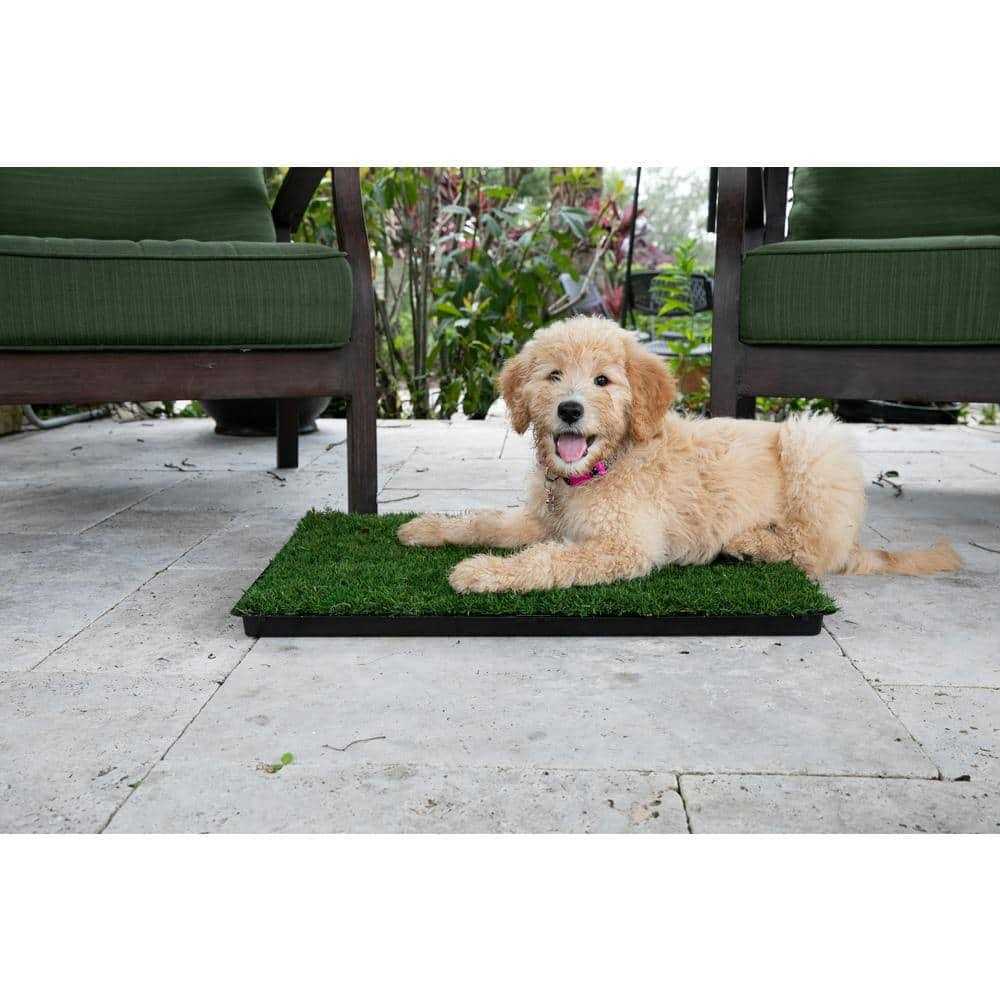 Alternative view of Gotta Go Grass with Tray