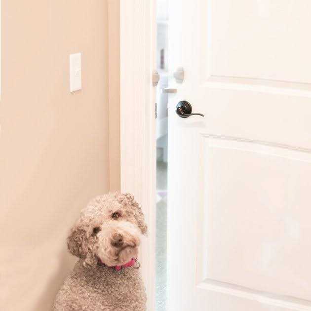 Alternative view of North States Door Paw-tector for Dogs