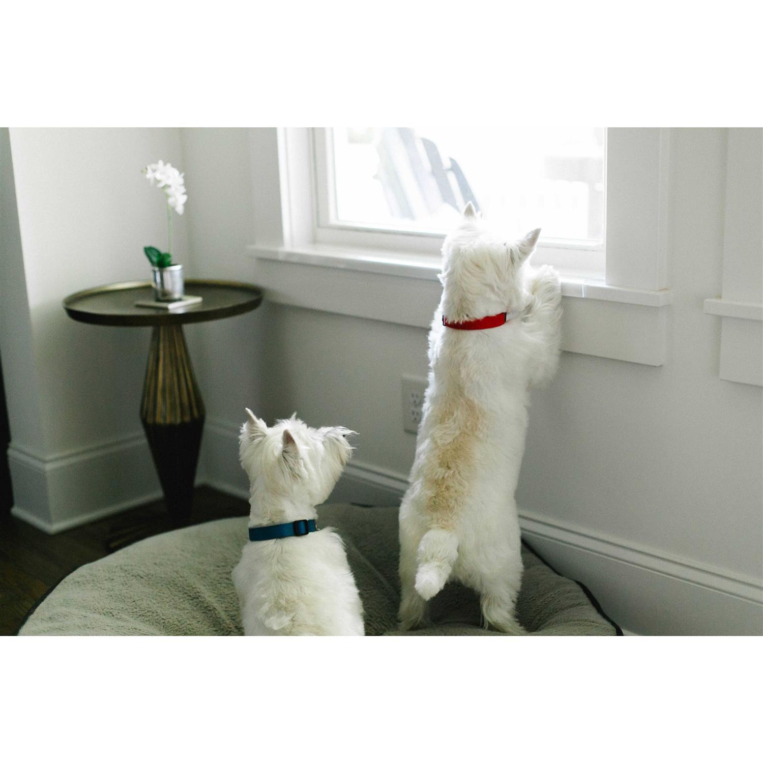 CLAWGUARD Window Sill Protector Strong Transparent Protection from Dog and Cat Scratching Chewing Slobbering and Clawing