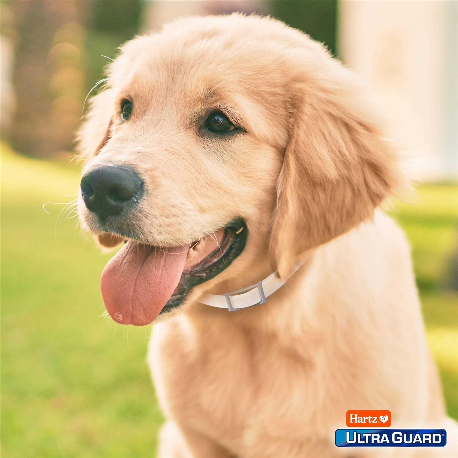Alternative view of Hartz UltraGuard Flea & Tick Collar for Dogs