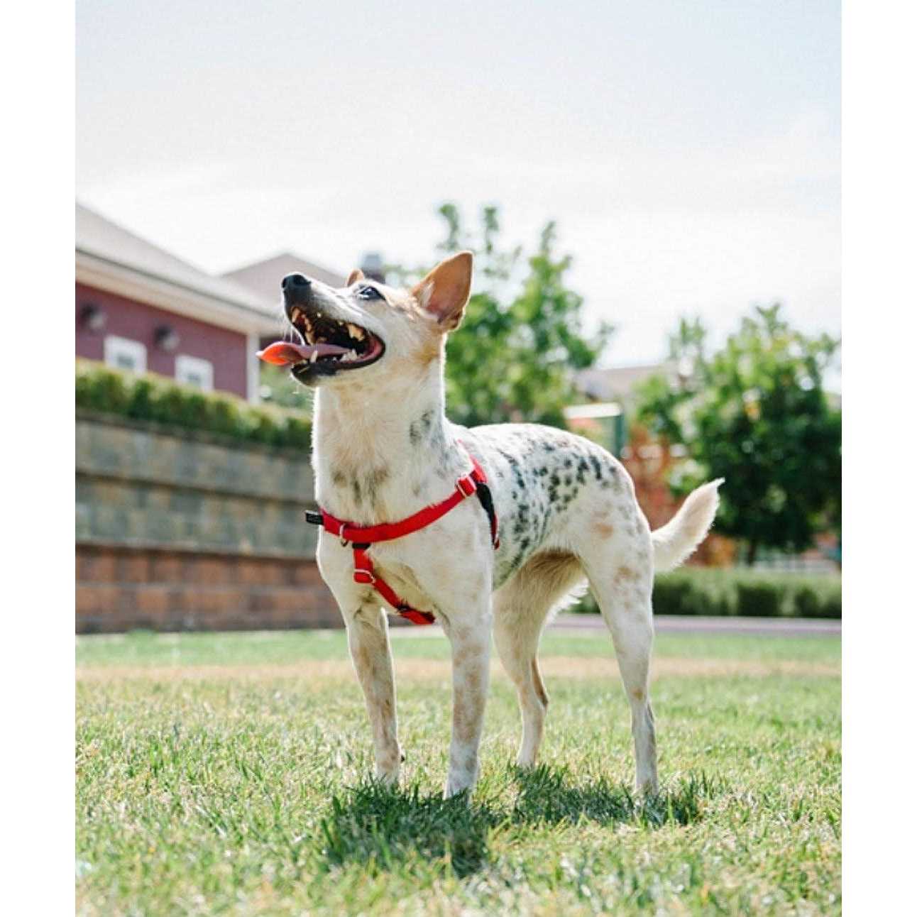 Alternative view of 2 Hounds Design Freedom No Pull Dog Harness Leash