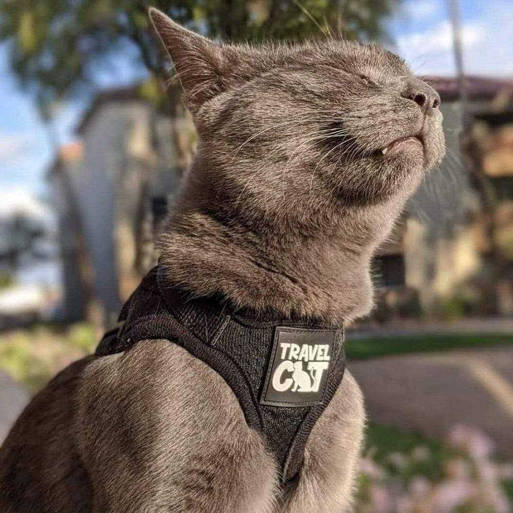 Alternative view of The True Adventurer Reflective Cat & Kitten Harness and Leash