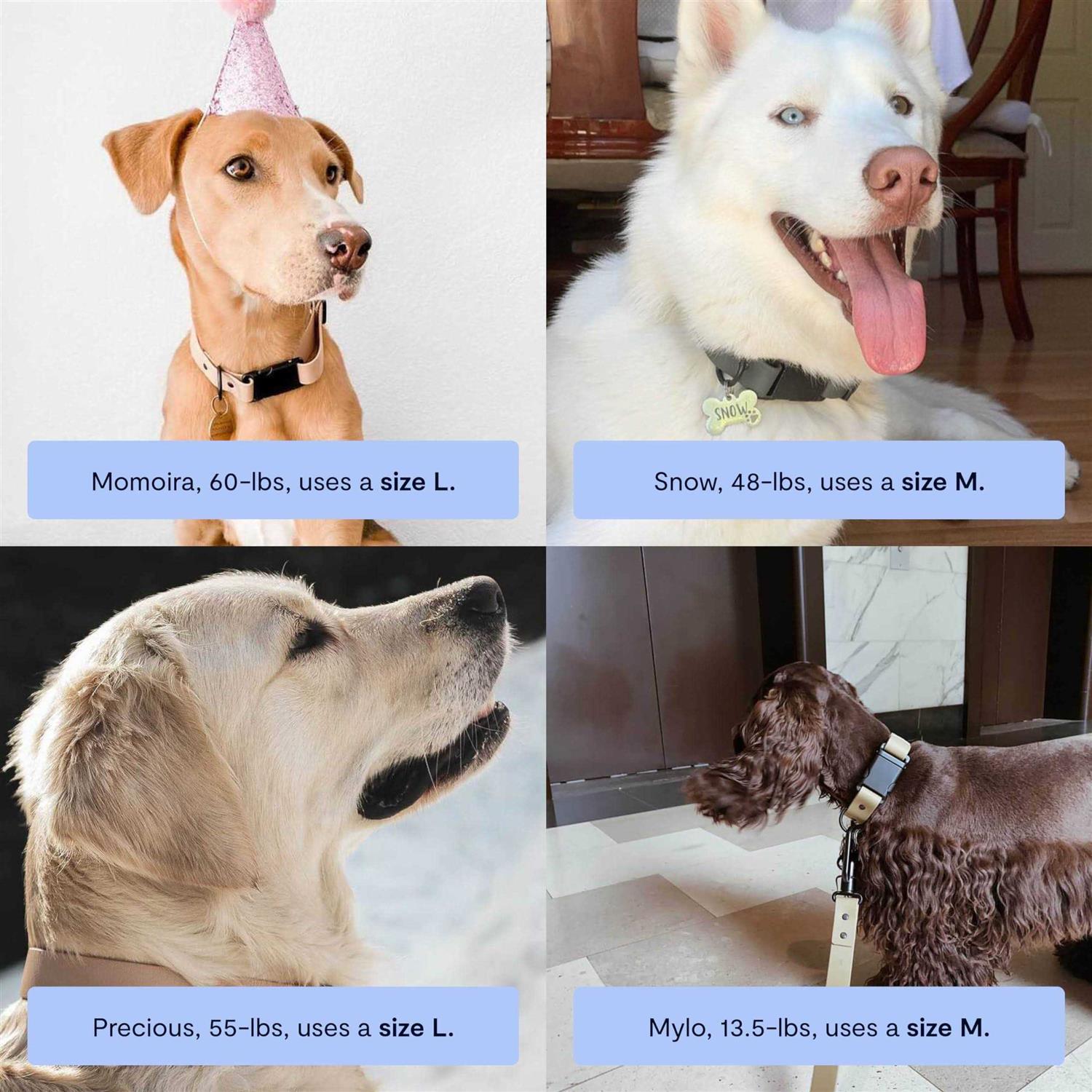 Alternative view of Fable Pets Signature Dog Collar