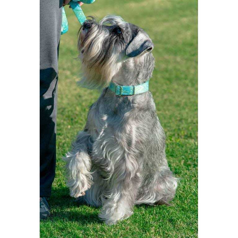 Alternative view of Country Brook Petz Martingale Dog Collar