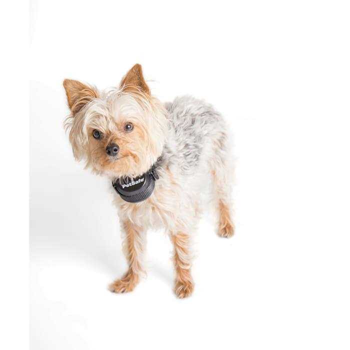 Alternative view of PetSafe Stay & Play Wireless Fence Rechargeable Receiver Collar