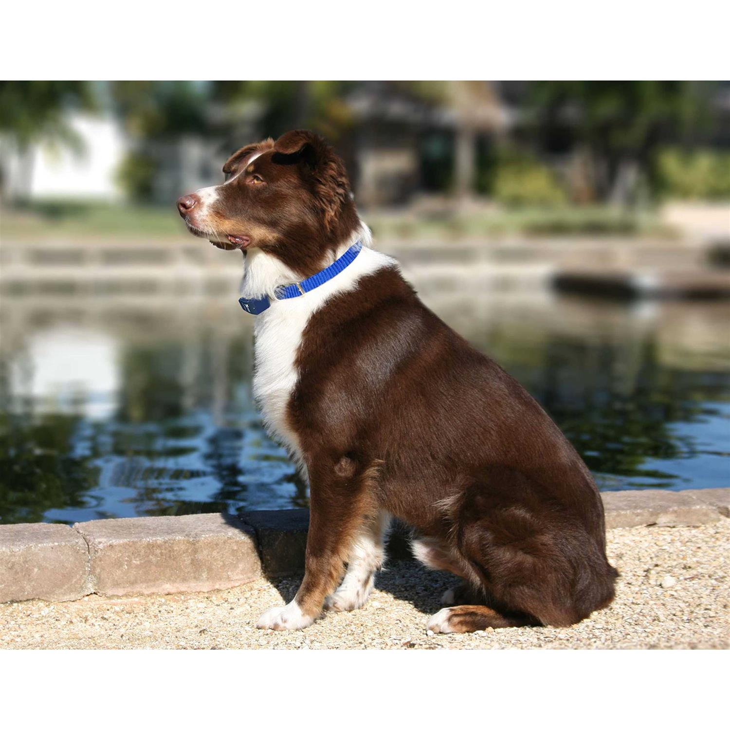 Alternative view of Extreme Dog Fence Dog Collar Replacement Strap Compatible with Nearly All Brands and Models of Underground Dog Fences