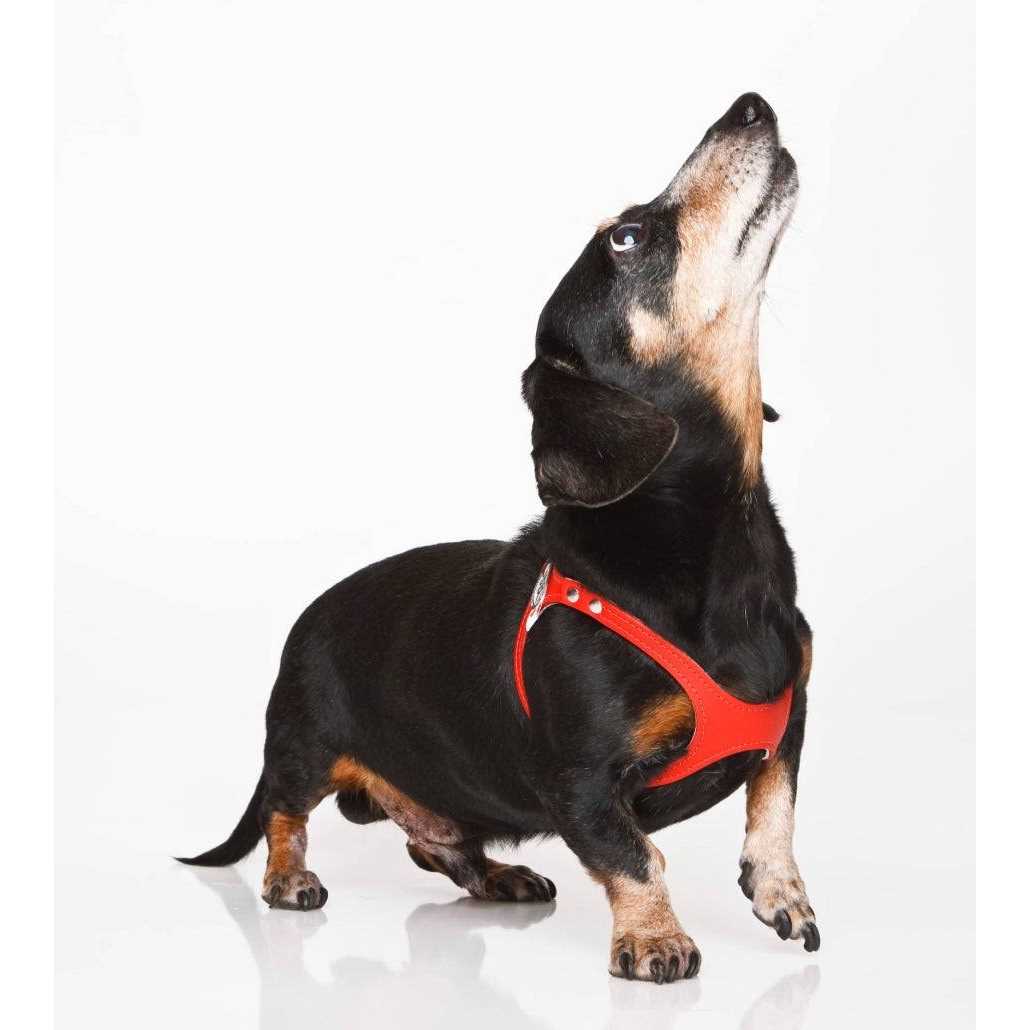 Alternative view of Buddy Belts Buddy Harness Pebble Grain