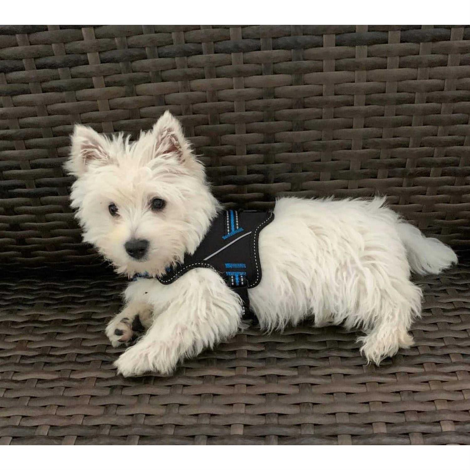 Alternative view of Doggy Tales Patented Hart Harness