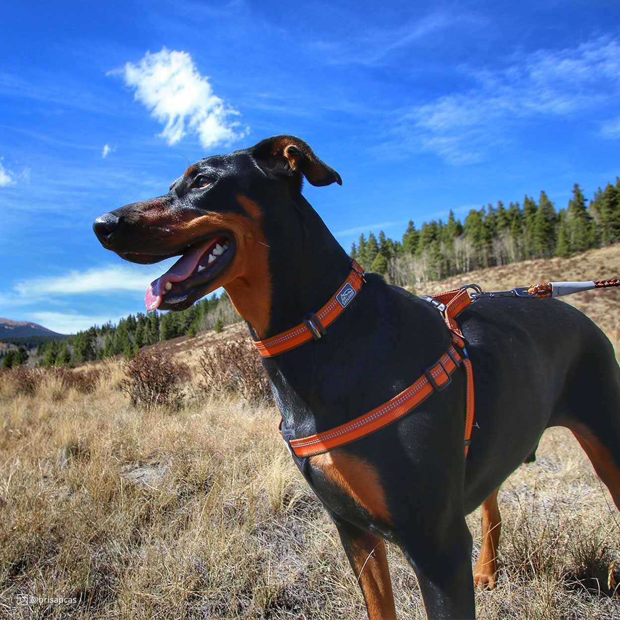 Alternative view of K9 Explorer Reflective Adjustable Padded Dog Harness