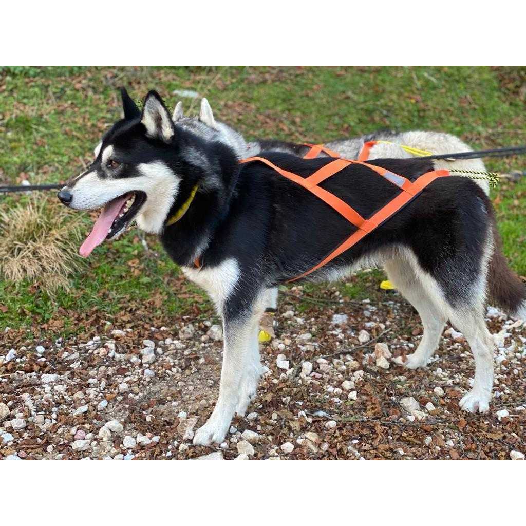 Alternative view of Neewa Sled Pro Harness Dog Pulling Harness Husky Harness