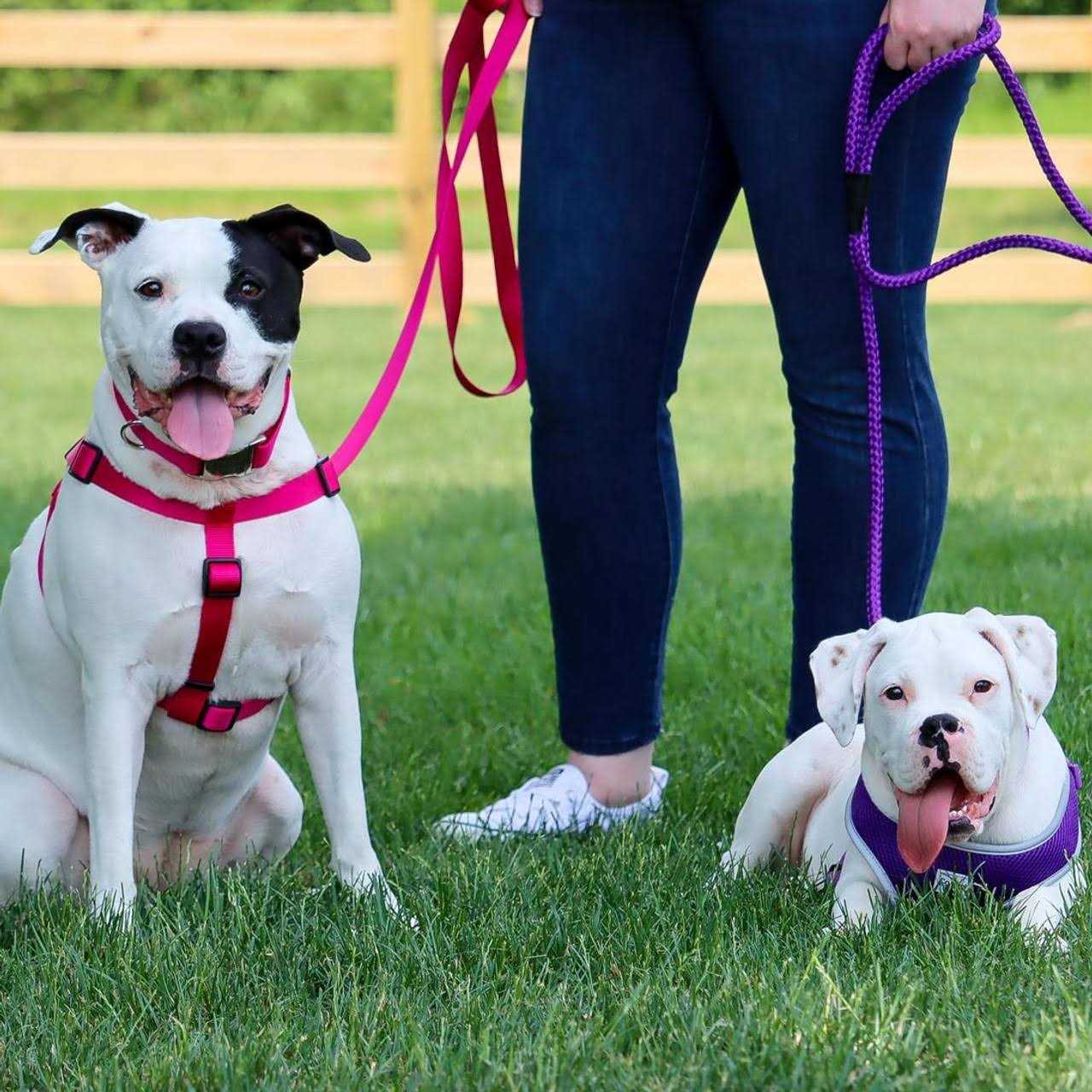 Alternative view of Coastal Comfort Wrap Adjustable Nylon Dog Harness