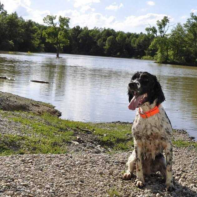 Alternative view of Water & Woods Waterproof Dog Collar