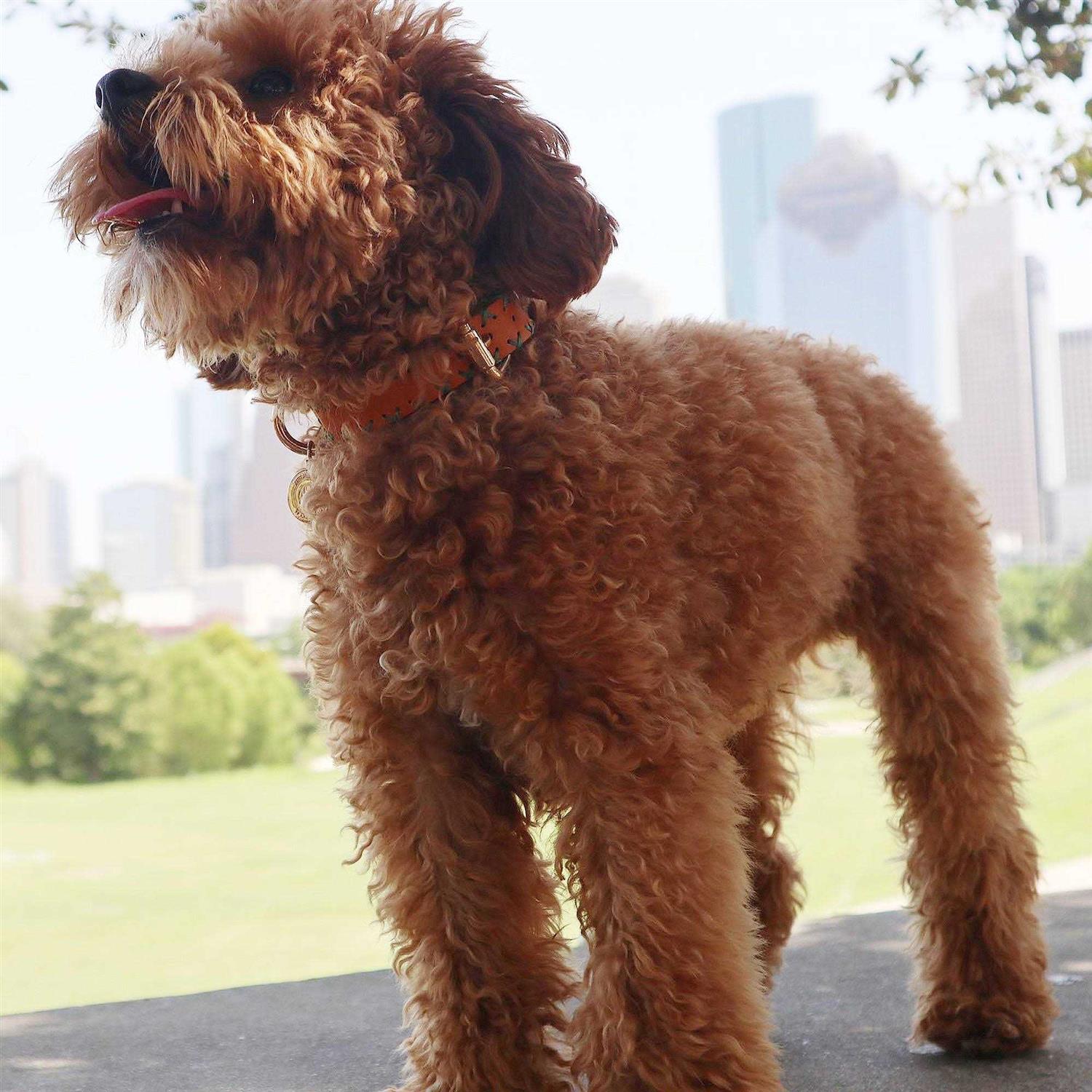 Alternative view of Scotch & Co Handcrafted Standard Dog Collar