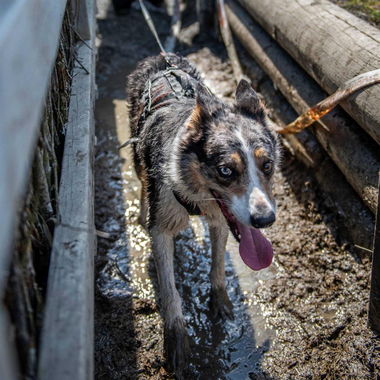Alternative view of Non-stop dogwear Rock harness long