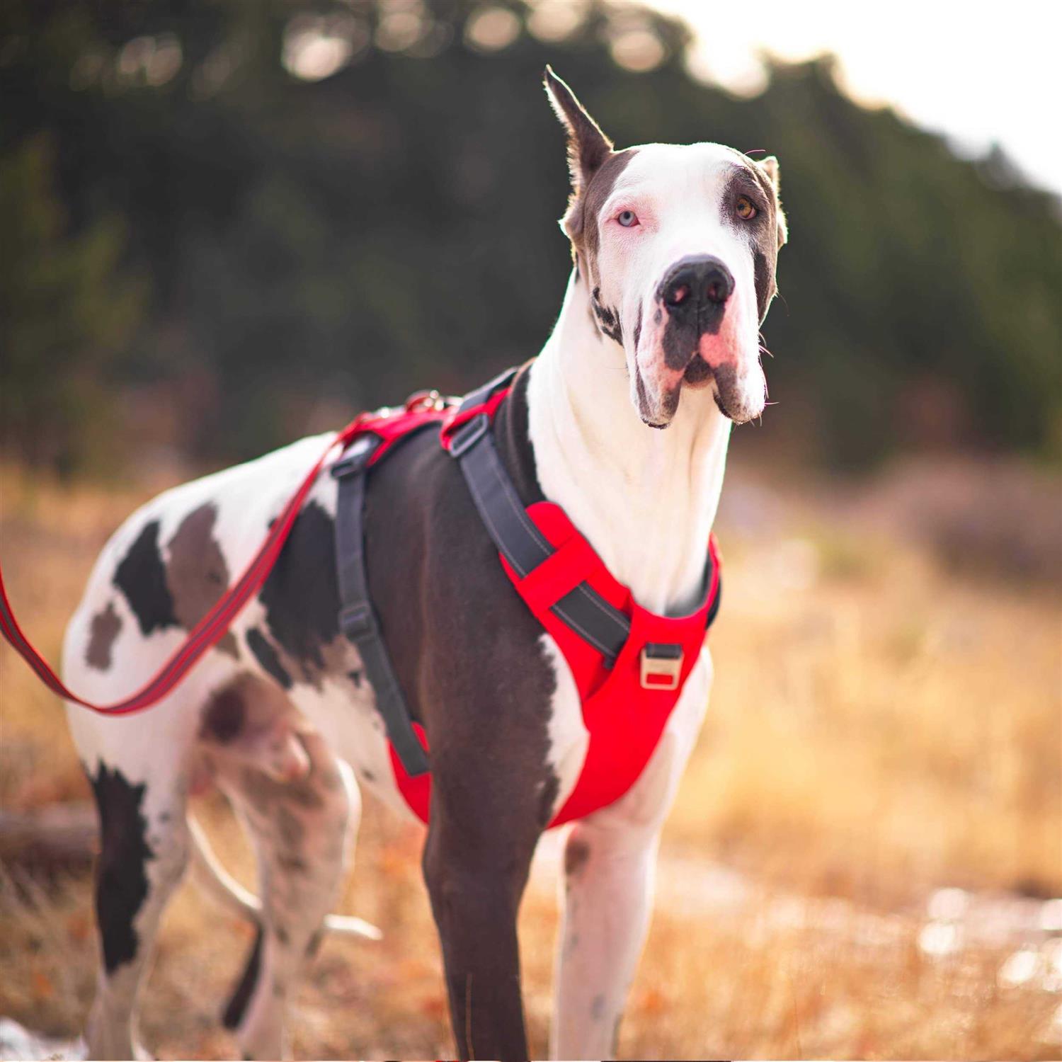 Alternative view of Outward Hound Boulder Adventure Adjustable Dog Harness with Pockets