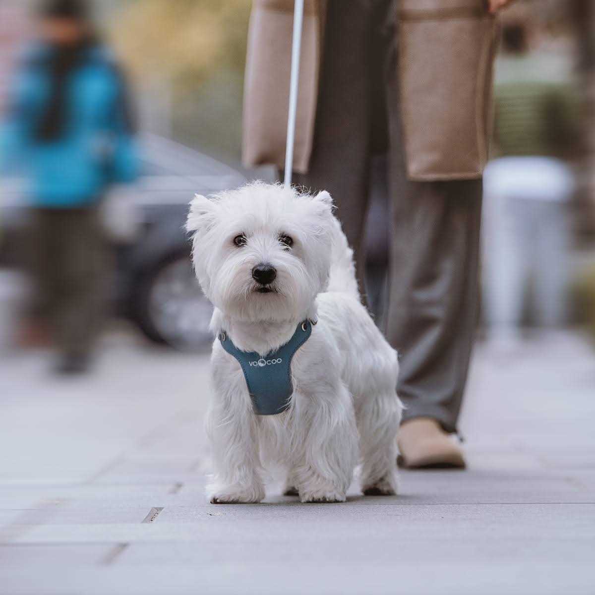 VOOCOO #OOTD Pet Harness and Leash Set