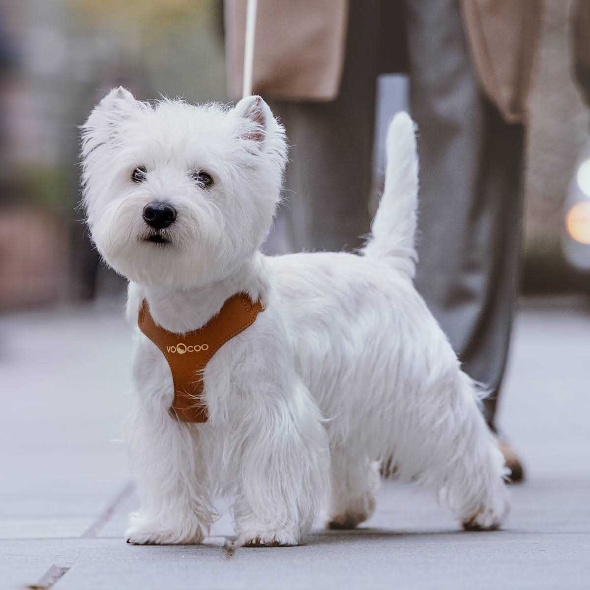 VOOCOO #OOTD Pet Harness and Leash Set