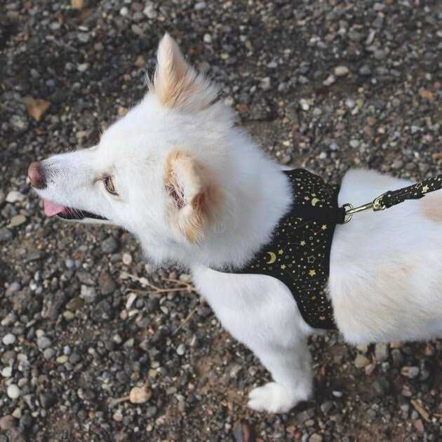 Alternative view of Accent Fashion Metallic Adjustable Dog Harness
