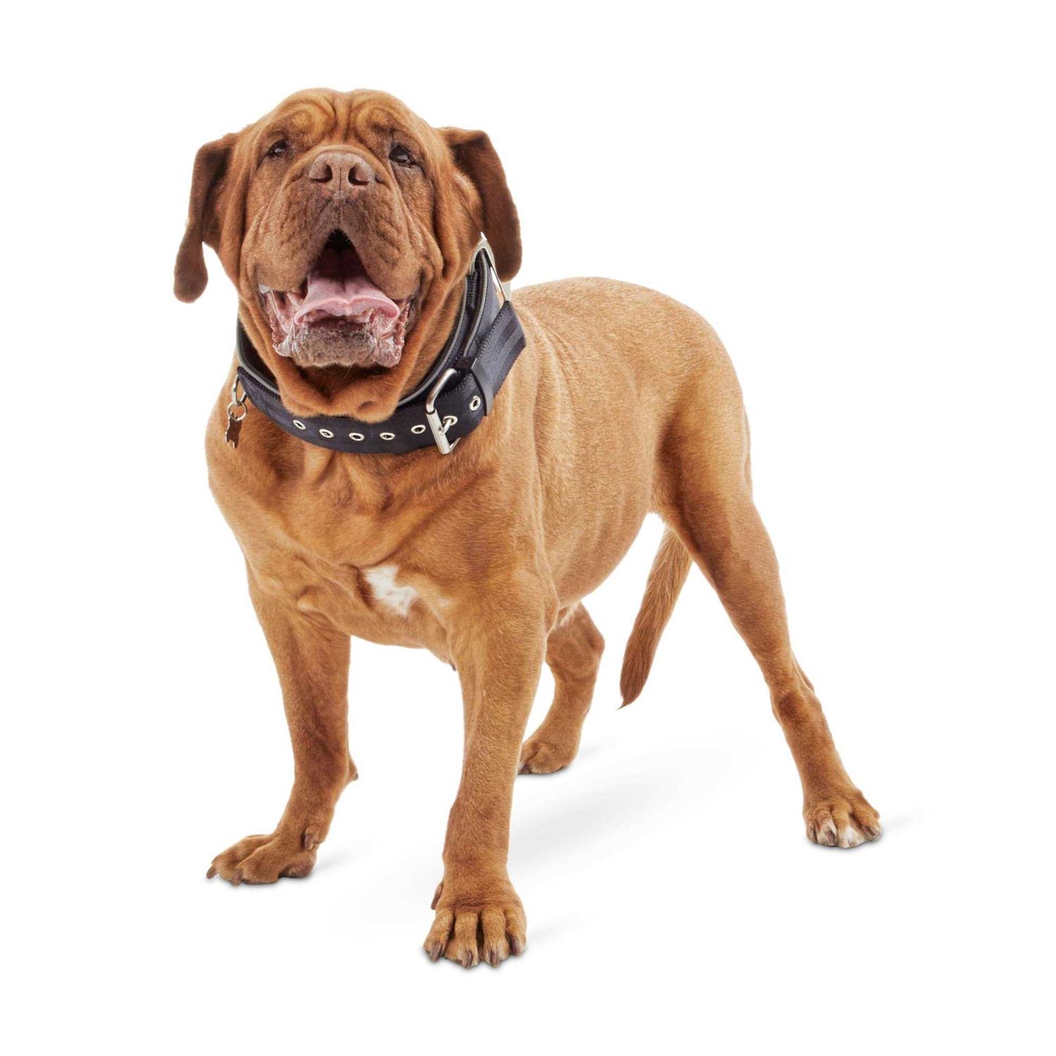 Good2go Dog New Good2go Red Collar Big Dogs