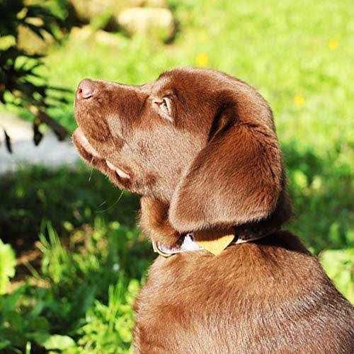 Alternative view of Pettsie Heart Dog Collar