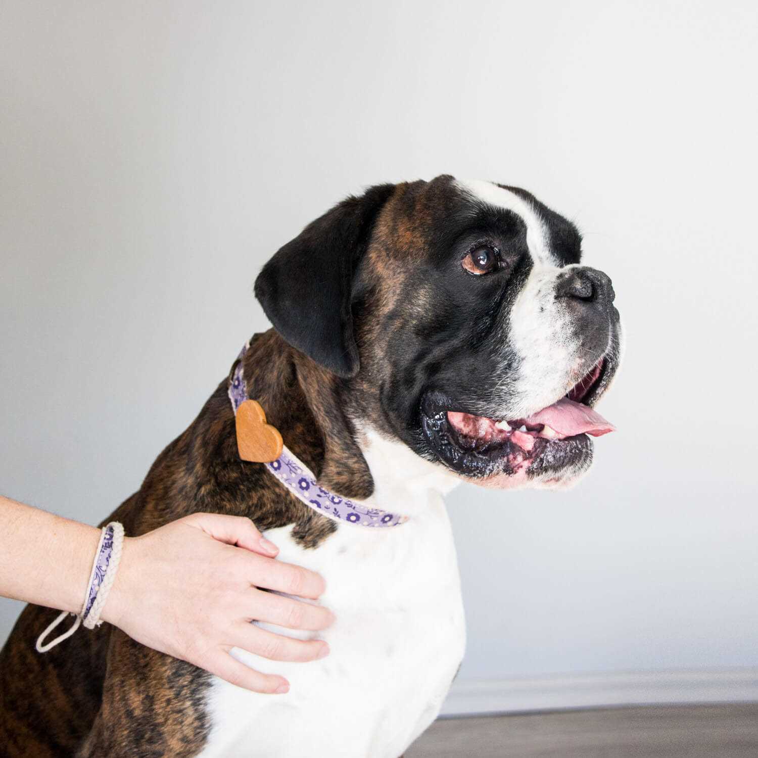 Alternative view of Pettsie Heart Dog Collar