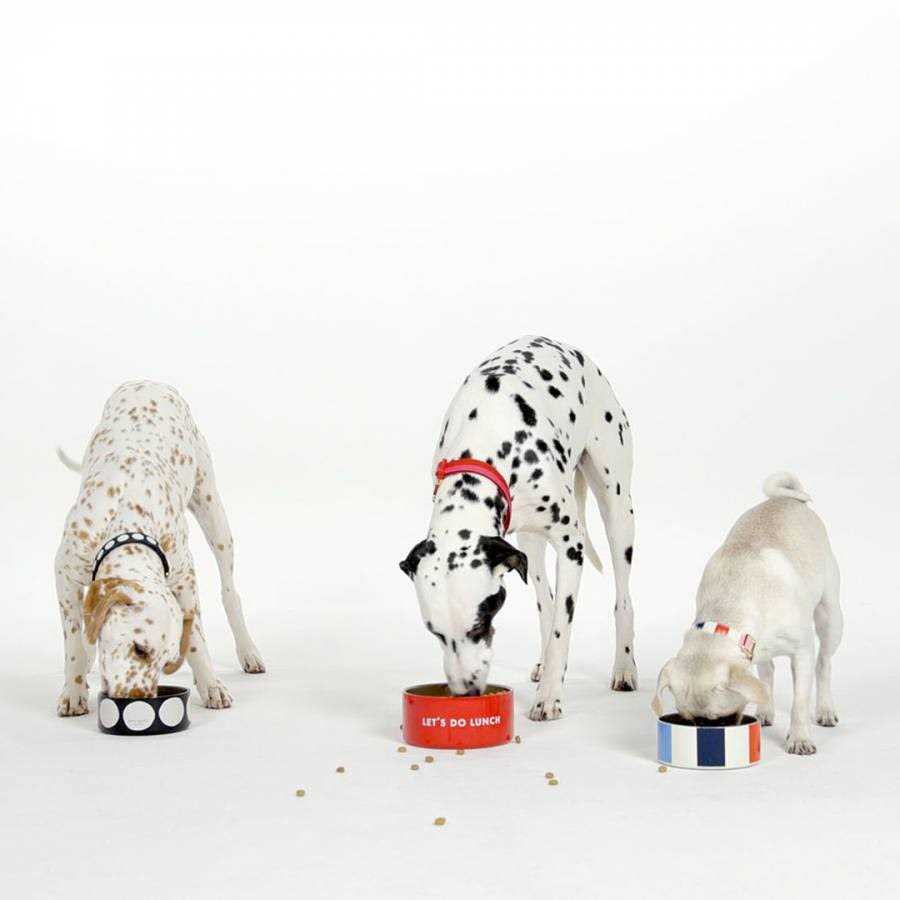 Alternative view of Kate Spade Art Dot Dog Collar
