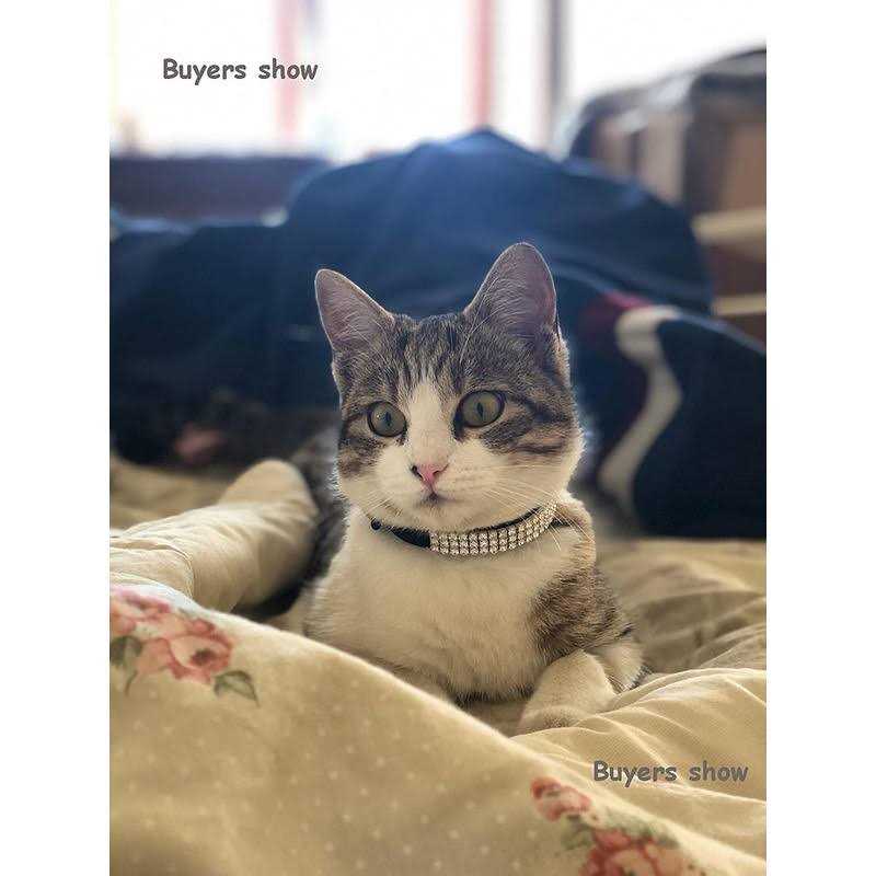 Alternative view of CHUKCHI Soft Velvet Safe Cat Adjustable Collar Bling Diamante With Bells,11 inch for Small Dogs and Cats